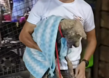 T1812003 Rescue of an abandoned dog skin problems on his paw