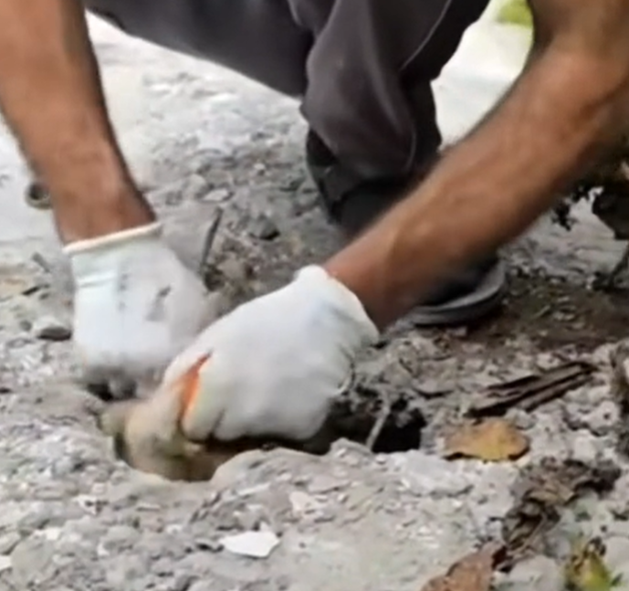 T1812004 Rescue of puppy abandoned in concrete hole #puppyrescue