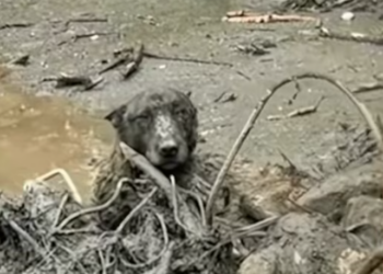 T1812006 Heroes save dog abandoned in quicksand #heroes #rescue