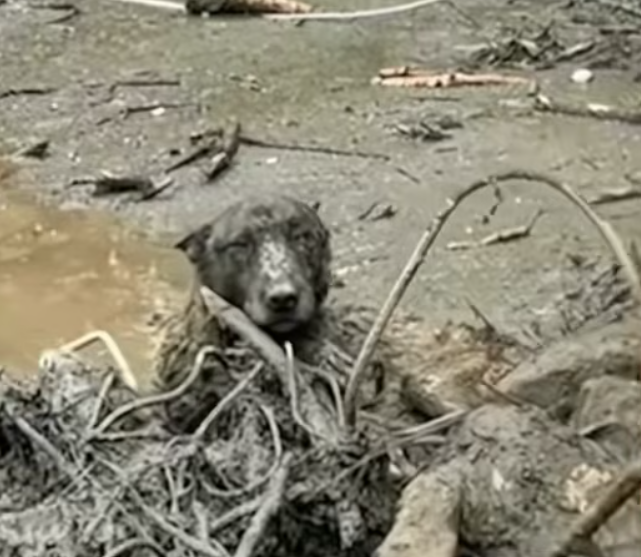 T1812006 Heroes save dog abandoned in quicksand #heroes #rescue