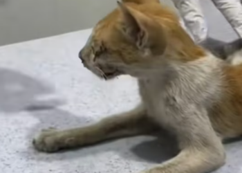 T1812007 Rescue of small abandoned disabled kitten who needs