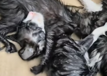 T1812009 Today, August three small abandoned kittens