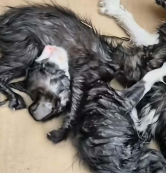 T1812009 Today, August three small abandoned kittens