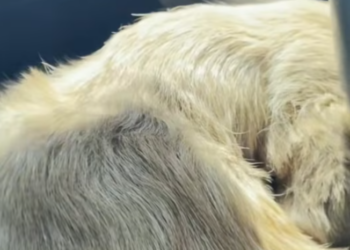 T1812010 Rescue of an abandoned dog in difficulty #heroes #rescue…