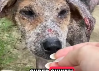 T1812011 Rescue of an abandoned dog in difficulty #heroes #rescue