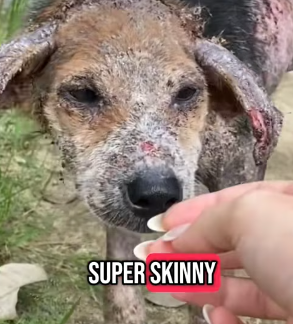 T1812011 Rescue of an abandoned dog in difficulty #heroes #rescue