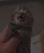 T0312001 found kitten in cat bed stiff body.I immediately