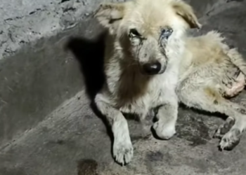 T1812012 Rescue of an abandoned dog inside an old house #heroes