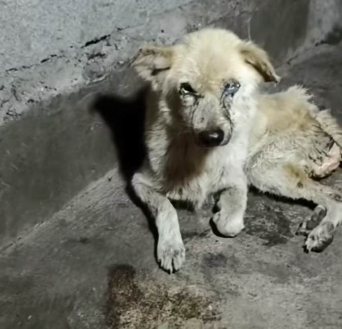 T1812012 Rescue of an abandoned dog inside an old house #heroes