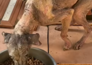 T1812013 Rescue of an abandoned dog #heroes #rescue #dog #abandoned