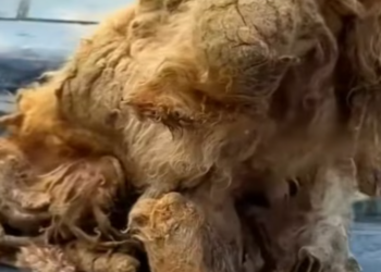 T1812014 August 6th at 10pm we saved an abandoned badly treatment