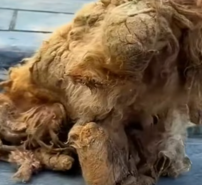 T1812014 August 6th at 10pm we saved an abandoned badly treatment