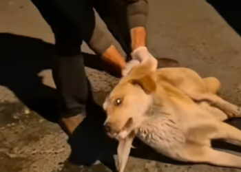 T1812015 Rescued an abandoned dog poisoned in middle of street