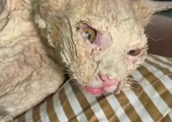 T1812016 #savedcat #kittenrescue#helpcatdifficulty