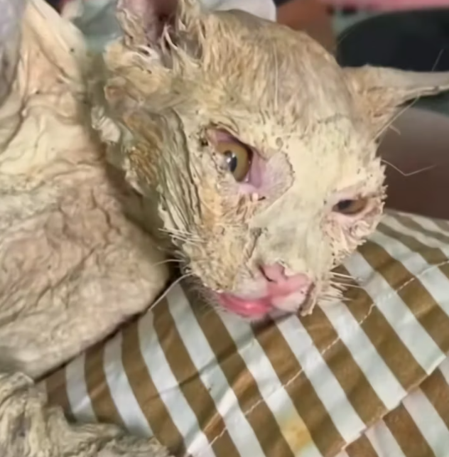 T1812016 #savedcat #kittenrescue#helpcatdifficulty