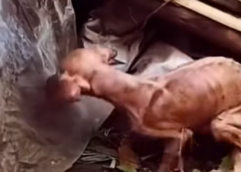 T1812017 Rescue of small dog abandoned in garbage