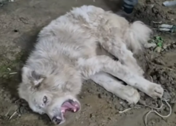 T1812018 Rescue of dog abandoned in an old house poisoned