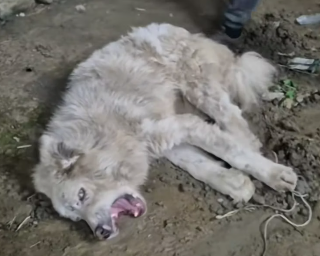 T1812018 Rescue of dog abandoned in an old house poisoned