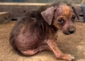 T1812019 Rescue of small abandoned dog twisted legs #hero