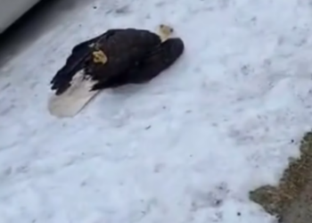 T1812021 Man found rescued frozen eagle on road #animals #rescueanimal