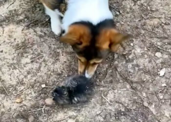 T1812022 My dog found baby bobcat. Did his mother leave him behind #rescue