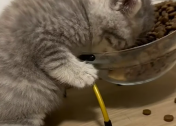 T1812023 Man found an abandoned kitten in his backyard adopted it #animals…