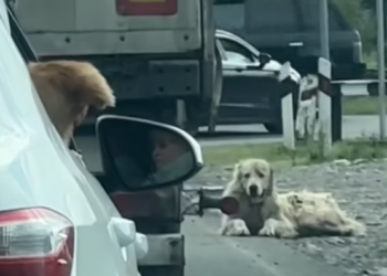 T1812024 Man found an abandoned dog on road brought it home #animals