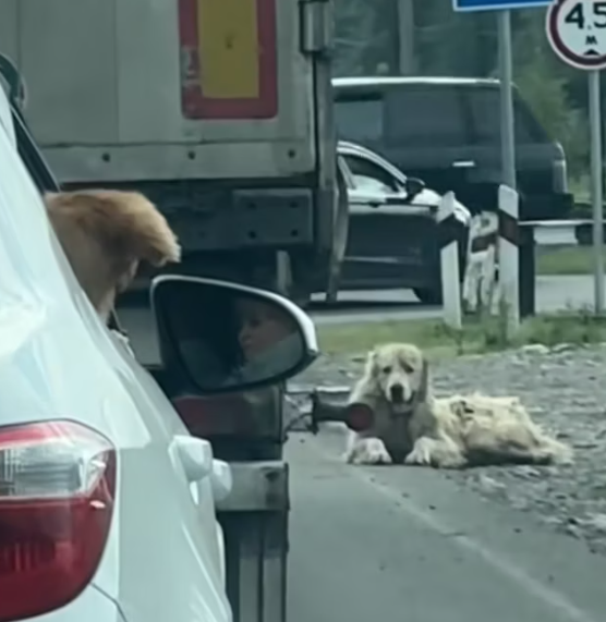 T1812024 Man found an abandoned dog on road brought it home #animals