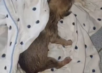 T1812026 Man found tiny puppy in flood waters adopted it #animals #rescu…