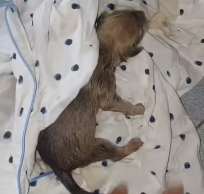 T1812026 Man found tiny puppy in flood waters adopted it #animals #rescu…