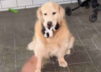 T1812028 My dog brought home kitten adopted it #animals #rescueanimals