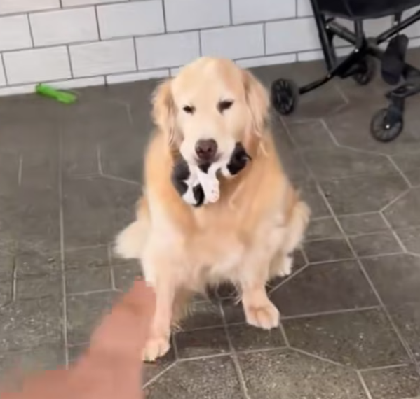 T1812028 My dog brought home kitten adopted it #animals #rescueanimals