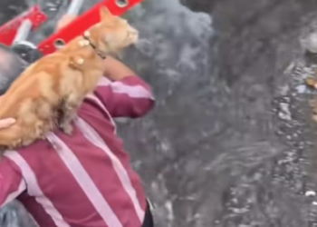 T1812029 Man rescued cat stuck in canal brought it home #animals