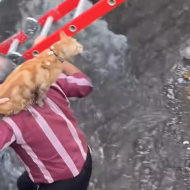 T1812029 Man rescued cat stuck in canal brought it home #animals