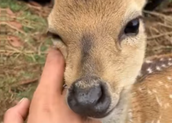 T1812030 Man rescued baby deer stuck in fence gave it warm home #animal
