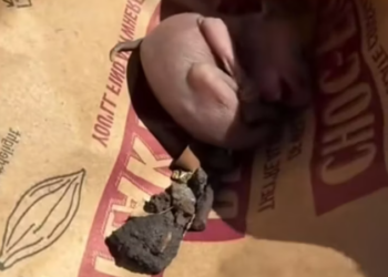 T1812031 Man found tiny squirrel on road adopted love #animal