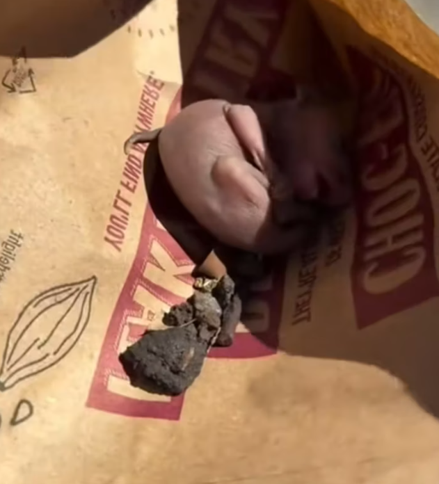 T1812031 Man found tiny squirrel on road adopted love #animal