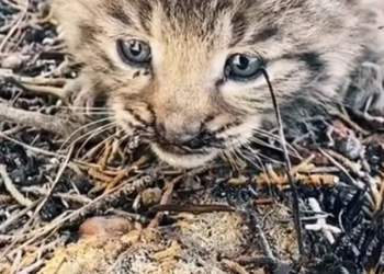 T1812032 Girl rescued baby bobcat wildfire adopted it #animals