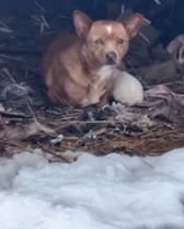 T0312003 #fyp #helpanimals