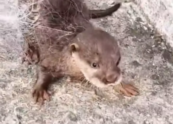 T1812033 Man rescued baby otter stuck in net adopted it #animals #rescue