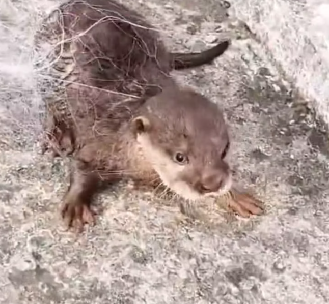 T1812033 Man rescued baby otter stuck in net adopted it #animals #rescue