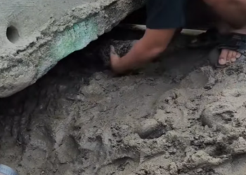 T1812034 Man rescued trapped baby hyena adopted it #animals #rescueanimal