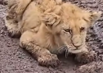 T1812035 family rescued adopted lion cub lost its mother #animal