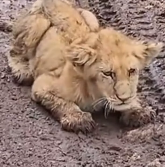 T1812035 family rescued adopted lion cub lost its mother #animal