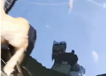 T1812036 Rescue baby cat #animalsoftiktok #rescueanimals #rescue #fyp #cat