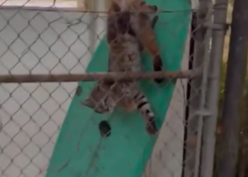 T1812037 Baby bobcat followed man home after rescuing #animals #rescueanimal