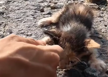 T1812038 Rescue an abandoned kitten on road #animalsoftiktok #rescue #rescue