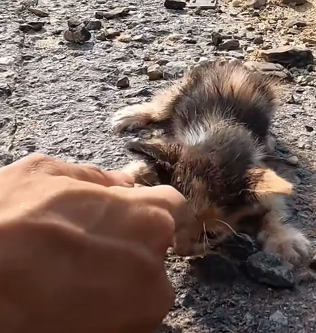 T1812038 Rescue an abandoned kitten on road #animalsoftiktok #rescue #rescue