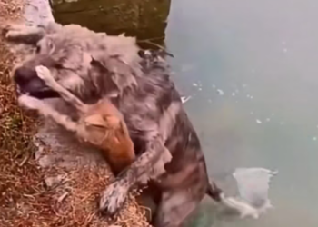 T1812039 Dog rushed into water to save kitten #rescue #animals #animal
