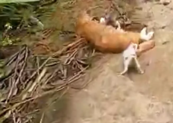 T1812040 kitten called out to passersby to help its mother #rescue #animal